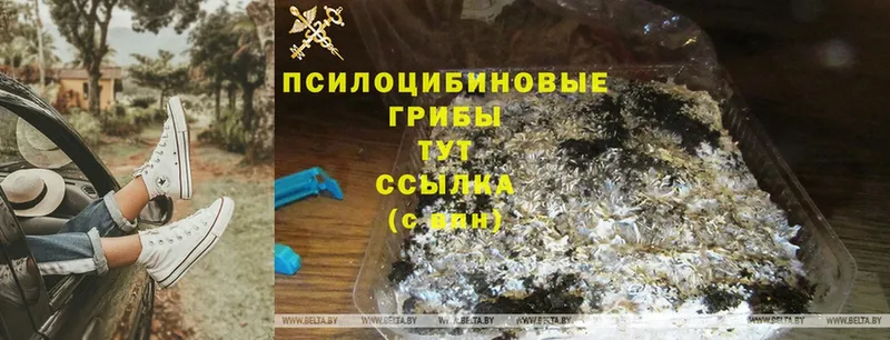 OMG зеркало  Покровск  Псилоцибиновые грибы Psilocybine cubensis 